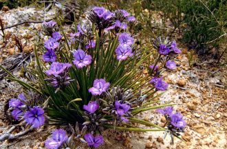 Thysanotus multiflorus Australian native plant