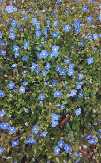 veronica peduncularis Big Blue perennial plant