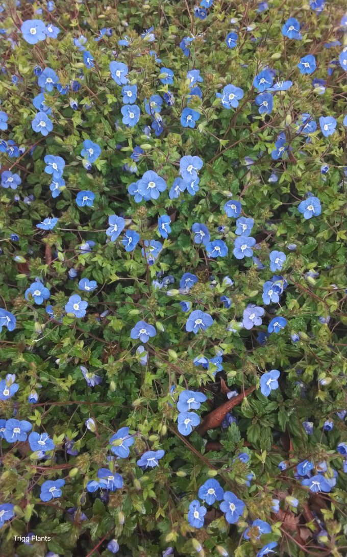 veronica peduncularis Big Blue perennial plant