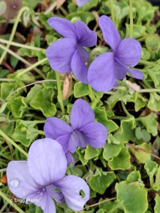 Viola Monga Magic Australian native plant