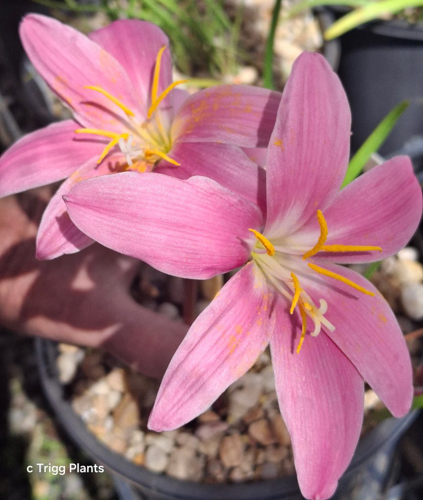 Zephyranthes carinata