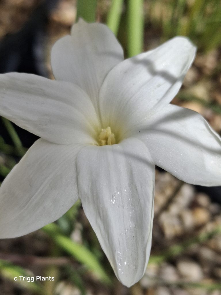 Zephyranthes drummondii