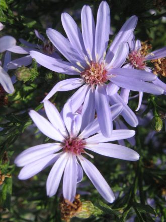 Aster Little Carlow perennial plant