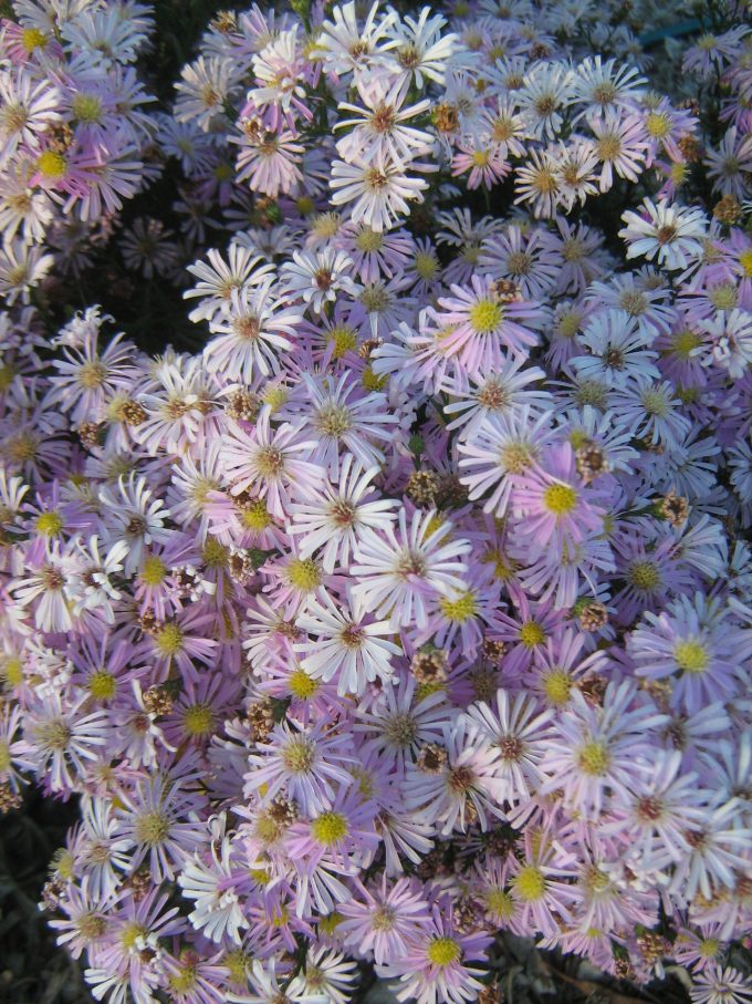 Aster Pink Star (Easter Daisy) in 68mm Super Tube