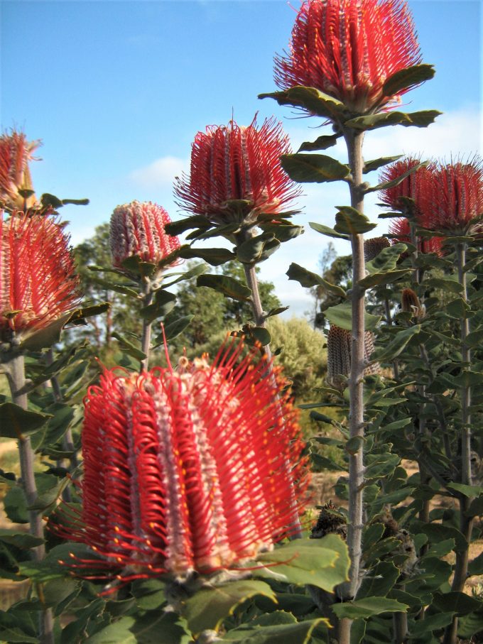 Banksia coccinea Australian native plant
