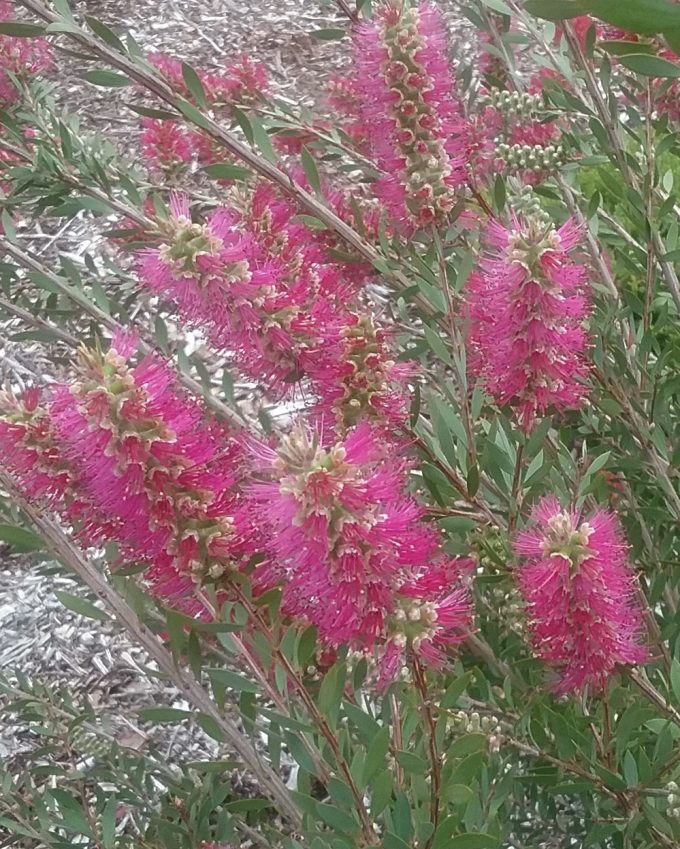 Callistemon pallidus mauve - hardy Australian native plant