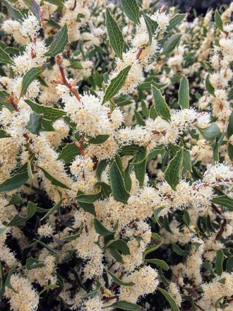 Hakea anadenia Australian native plant