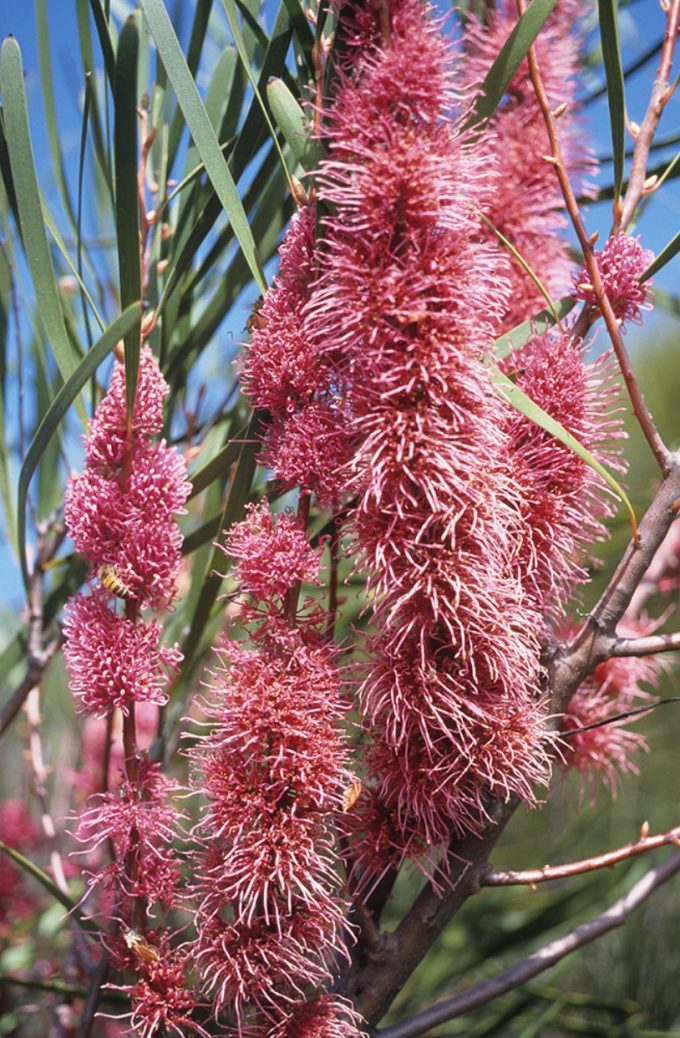 Hakea multilineata Australian native plant