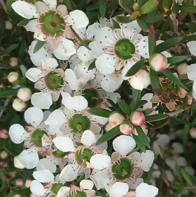 Leptospermum flavescens prostrate -Australian native plant