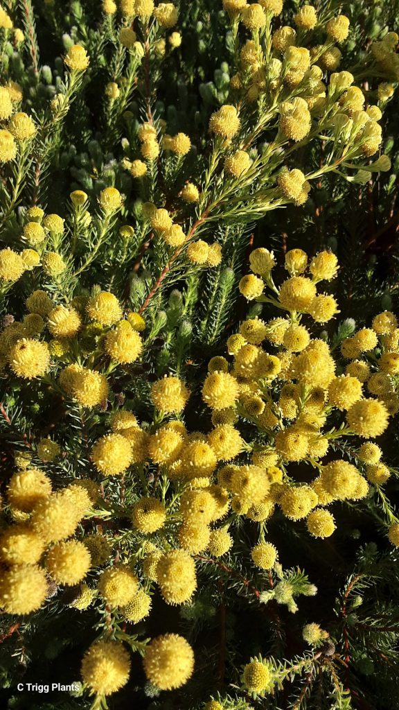 Leucadendron Golden Fireworks