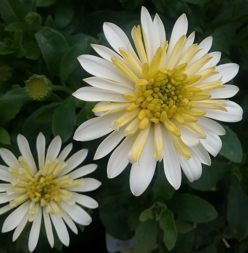 Osteospermum Lemon Ice perennial plant