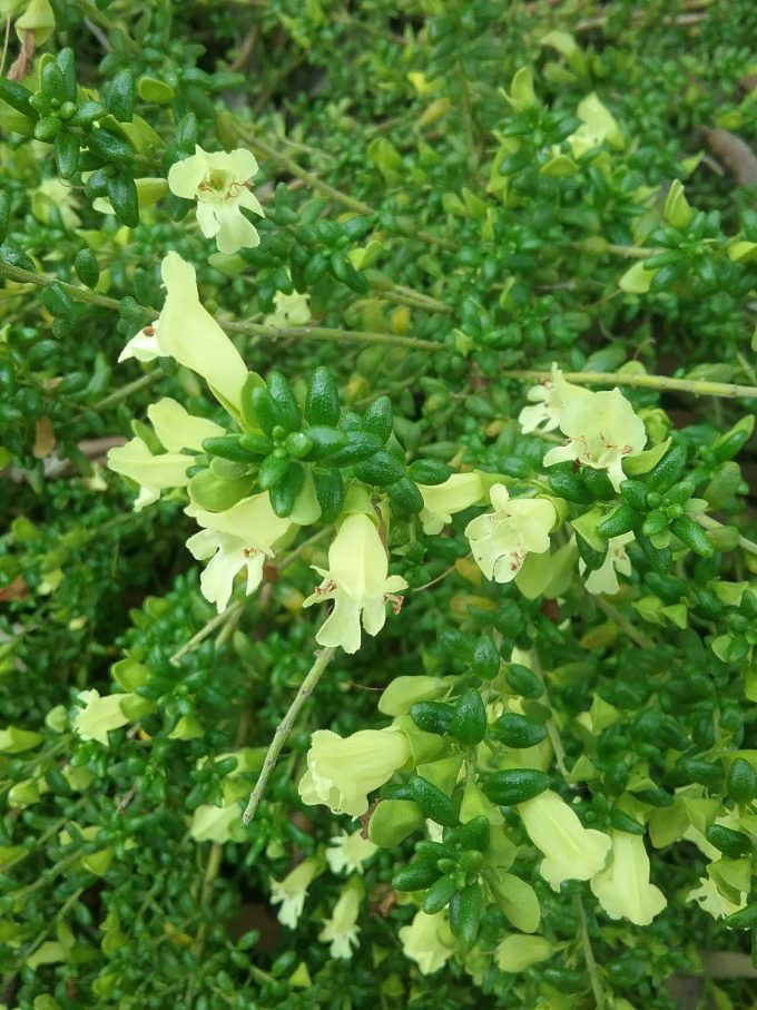Prostanthera serpyllifolia Australian native plant