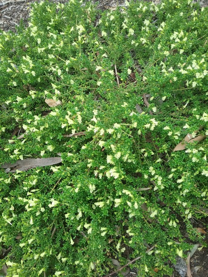 Prostanthera serpyllifolia Australian native plant