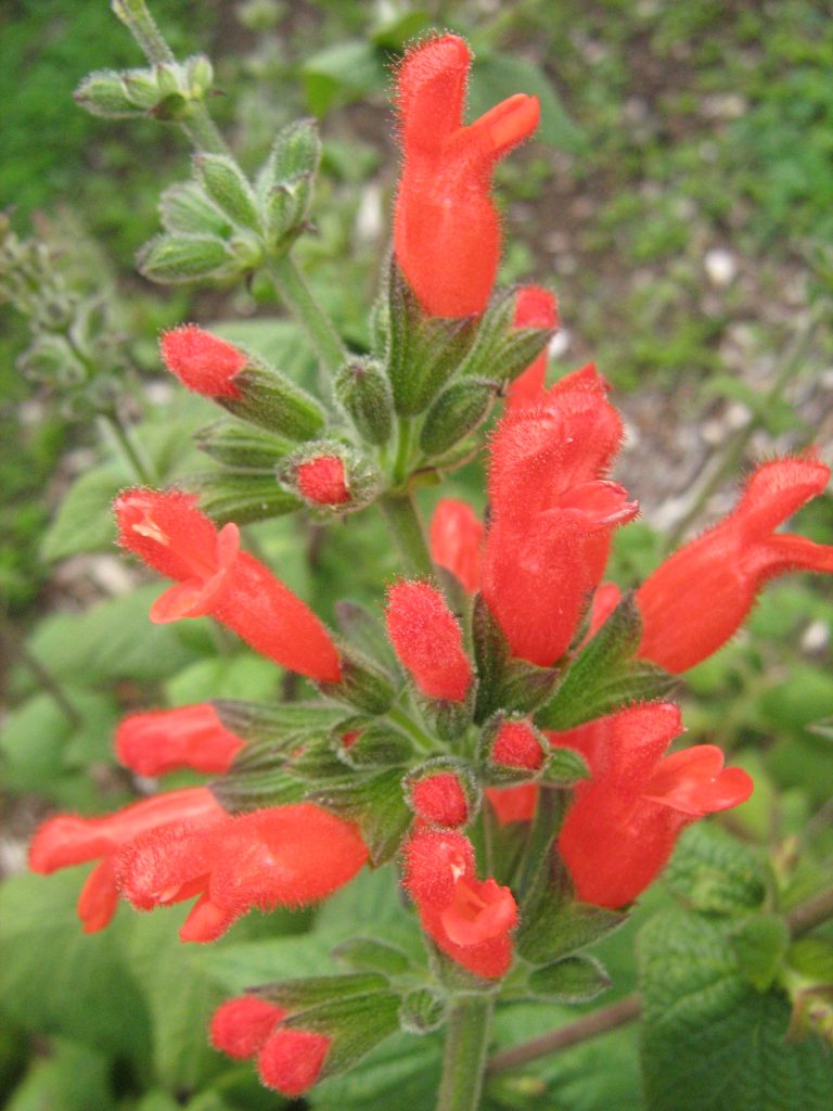 Salvia adenophora - Perennial Plant