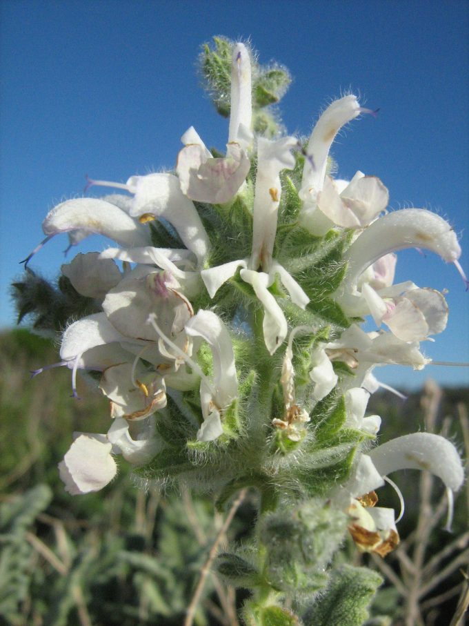Salvia dominica perennial plant