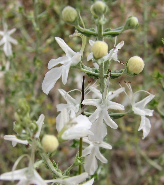 Teucrium racemosum Australian native plant