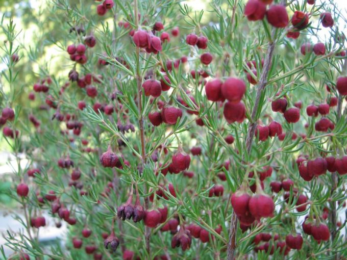 Boronia megastigma Australian native plant