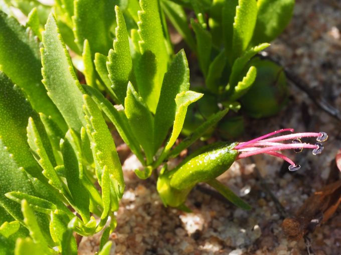 Eremophila serpens Australian native plant