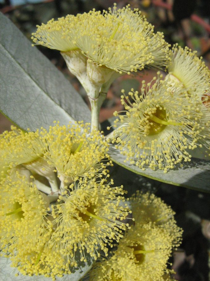 Eucalyptus wyolensis Australian native plant