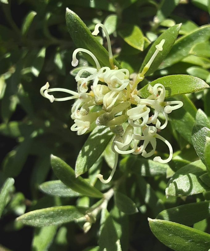 Grevillea liniarifolia compact Australian native plant