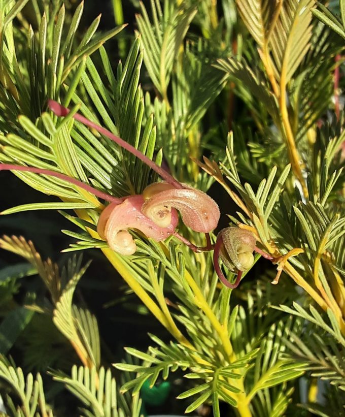 Grevillea pectinata Australian native plant