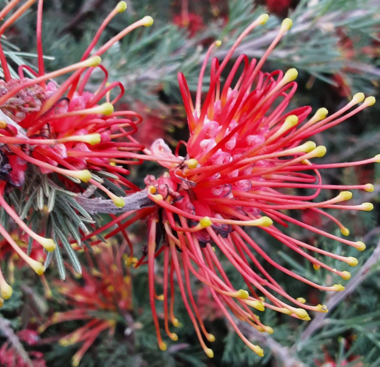 Grevillea preisii green leaf form in 68mm Super Tube Trigg Plants