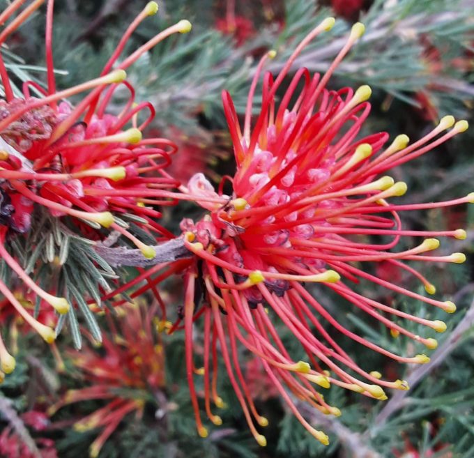 Grevillea preisii