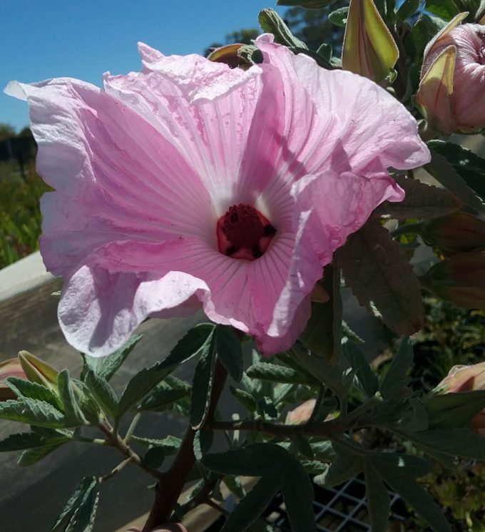 Hibiscus Barambah Creek Australian Native Plant