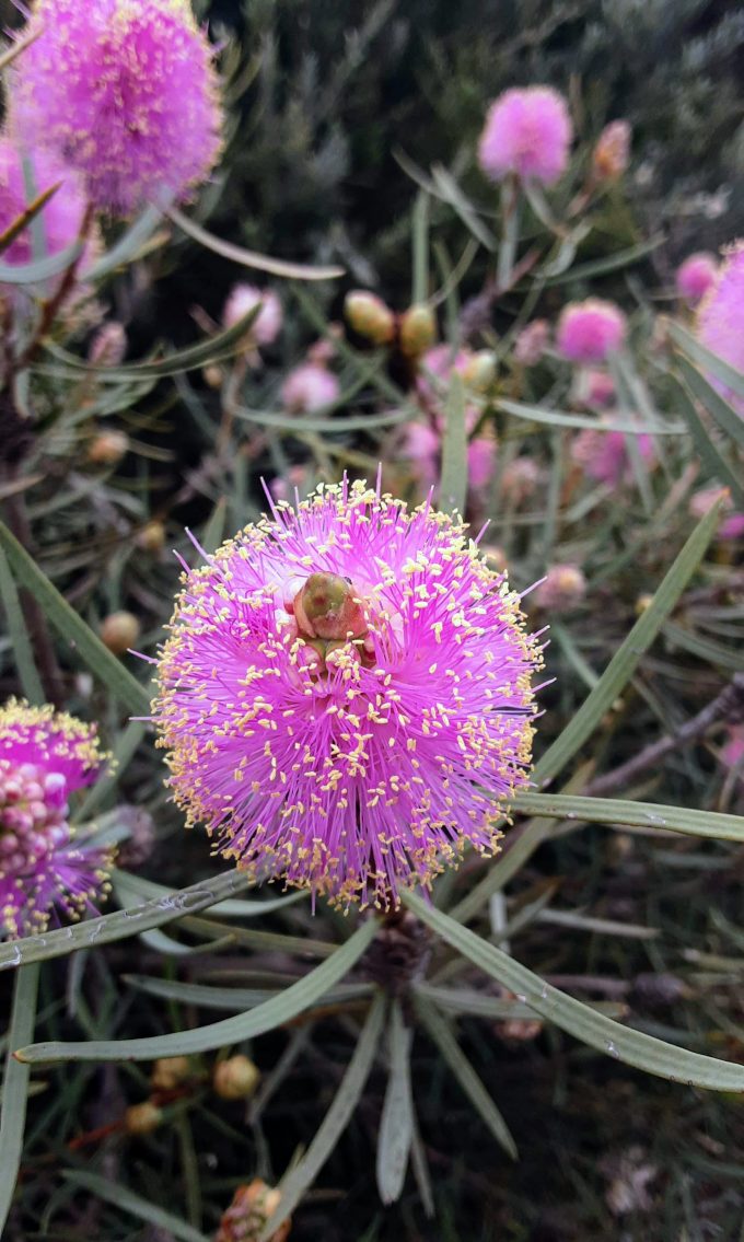 Melaleuca barlowii Australian native plant