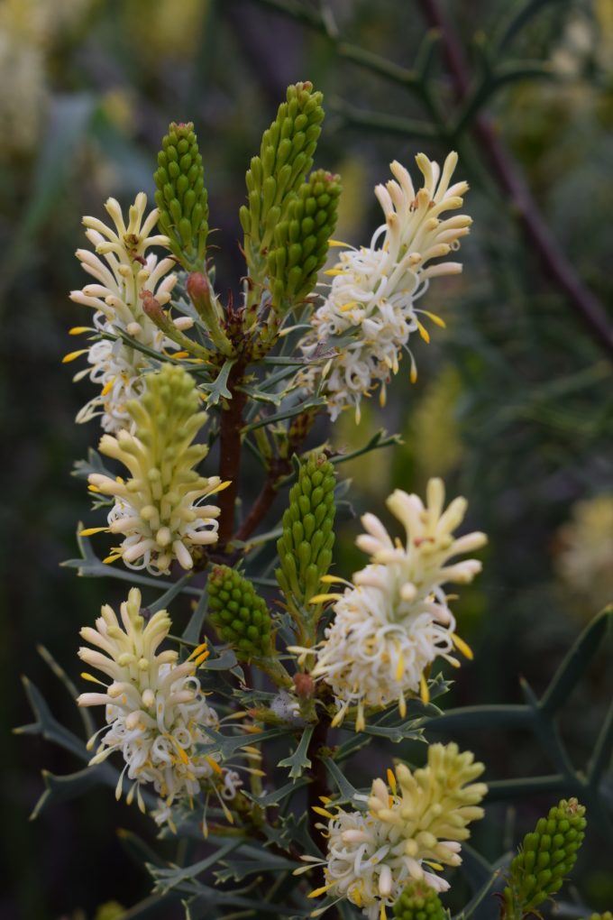 Petrophile shuttleworthiana Australian native plant