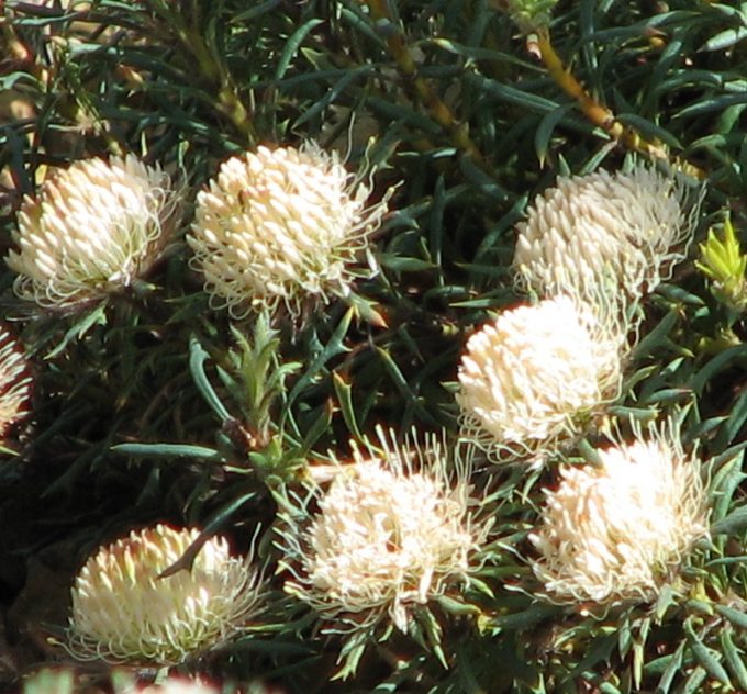 Dryandra carlinoides syn Banksia in 50mm Forestry Tube - Image 2