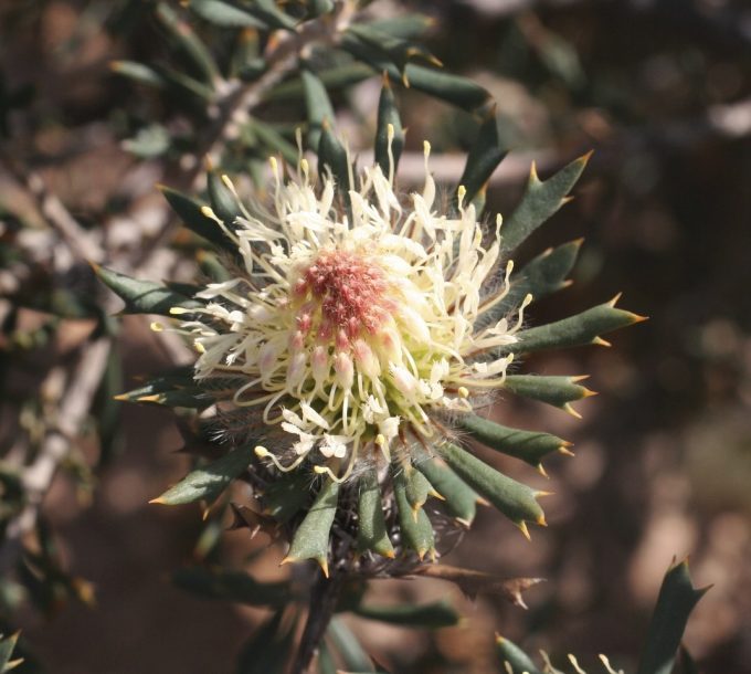 Banksia carlinoides Australian native plant