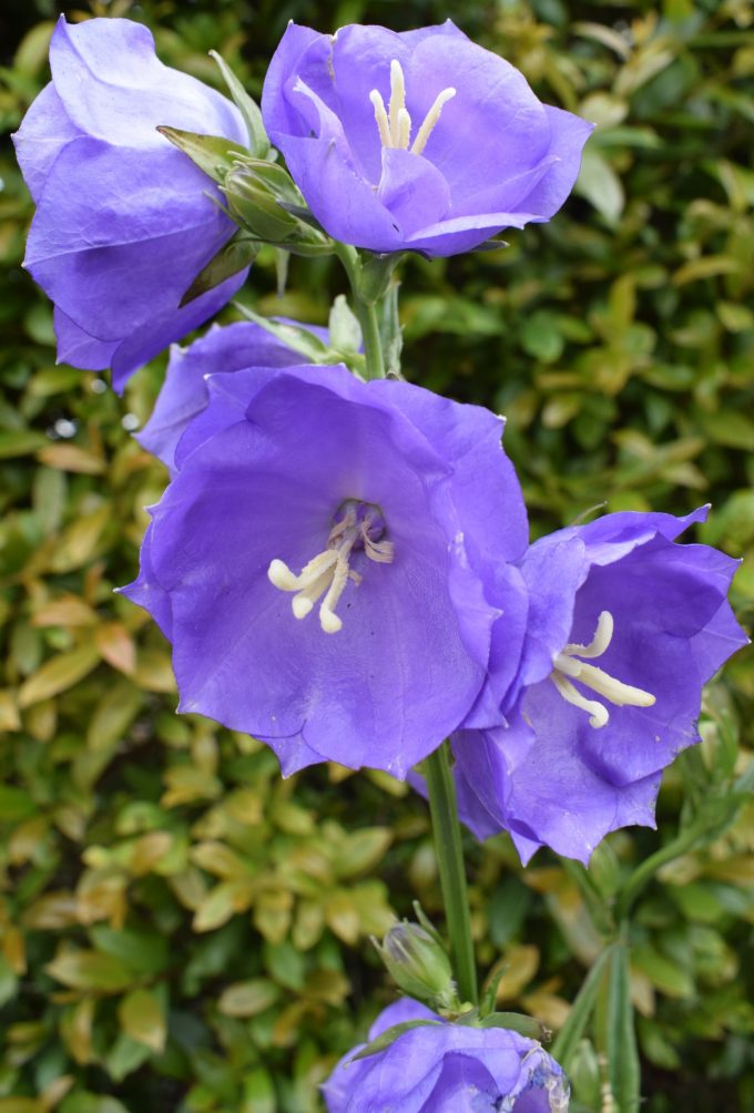 Campanula persicifolia‘Telham Beauty’ perennial plant