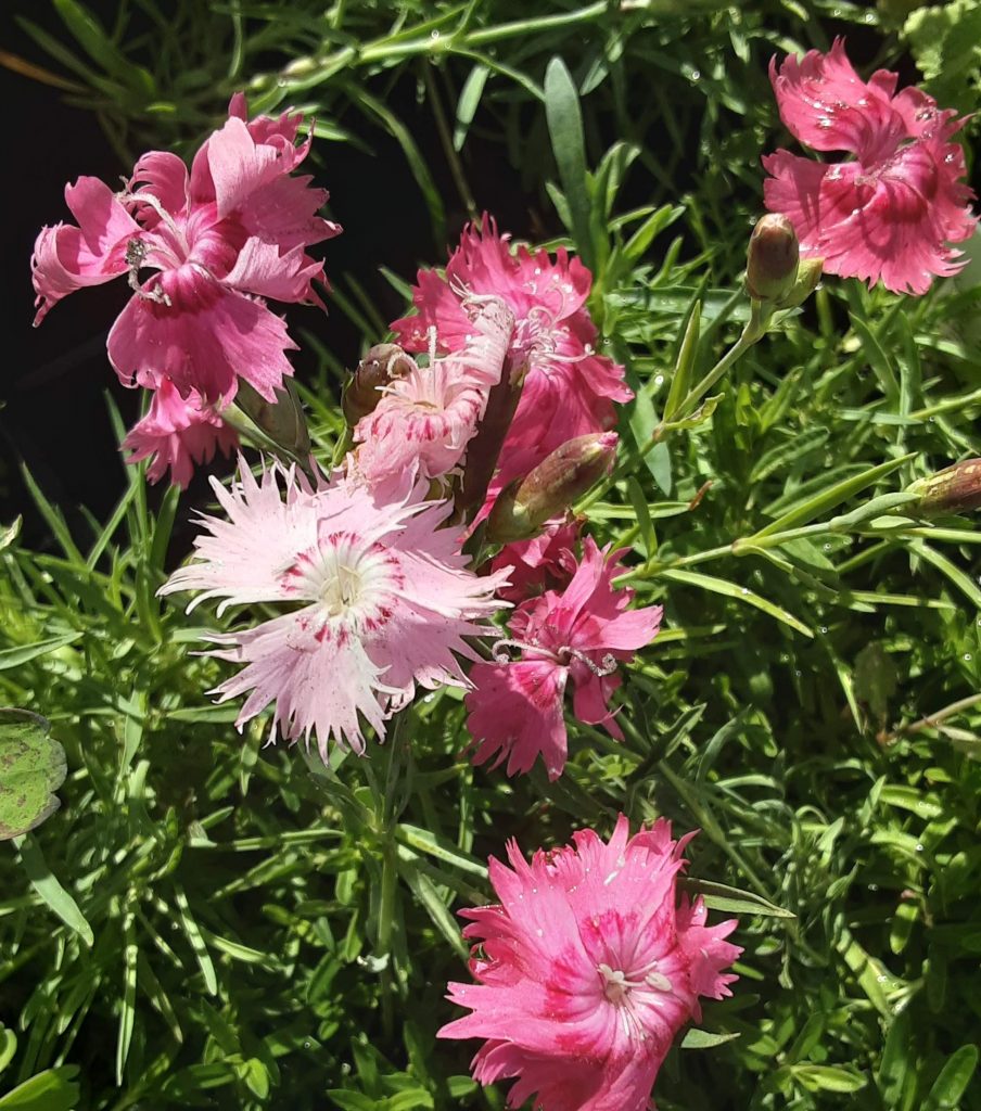 Dianthus gratianopolitanus Grandiflorus perennial plant