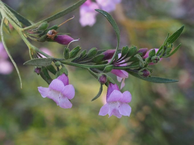 Eremophila complanata Australian native plant