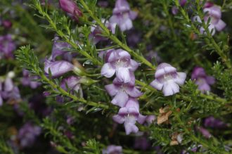 Eremophila sargentii in 68mm Super Tube