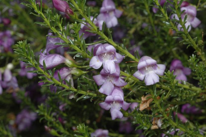 Eremophila sargentii Australian native plant