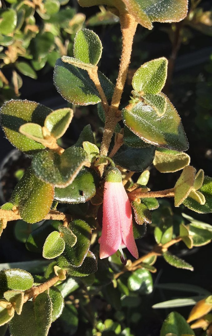 Correa Carpet Bells Australian native plant