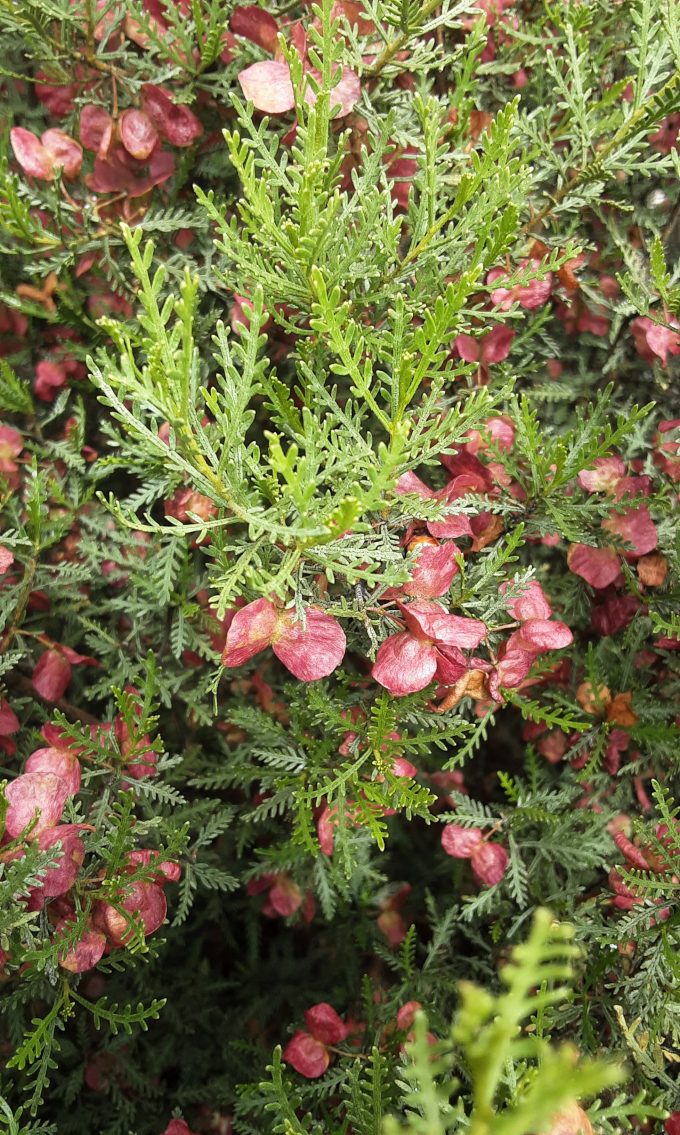 Dodonaea microzyga Australian native plant