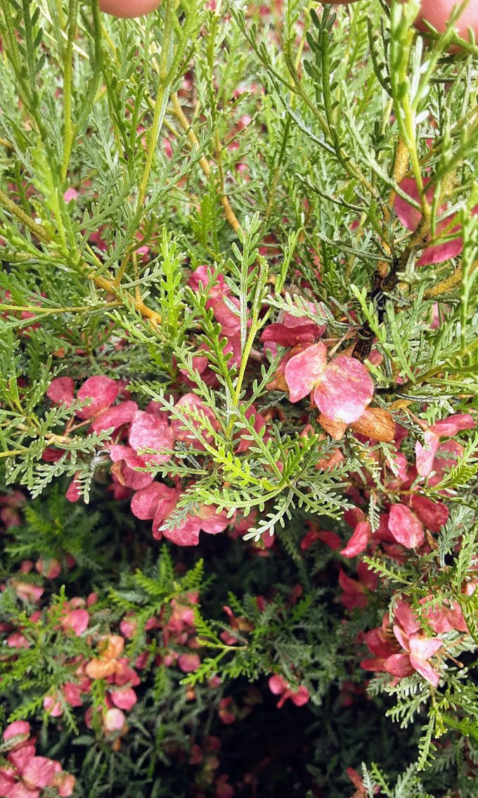 Dodonaea microzyga Australian native plant