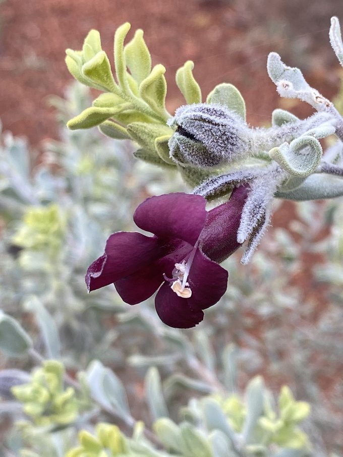 Eremophila muelleriana Australian native plant