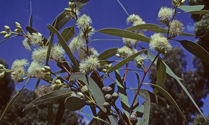 Eucalyptus drummondii Australian native plant