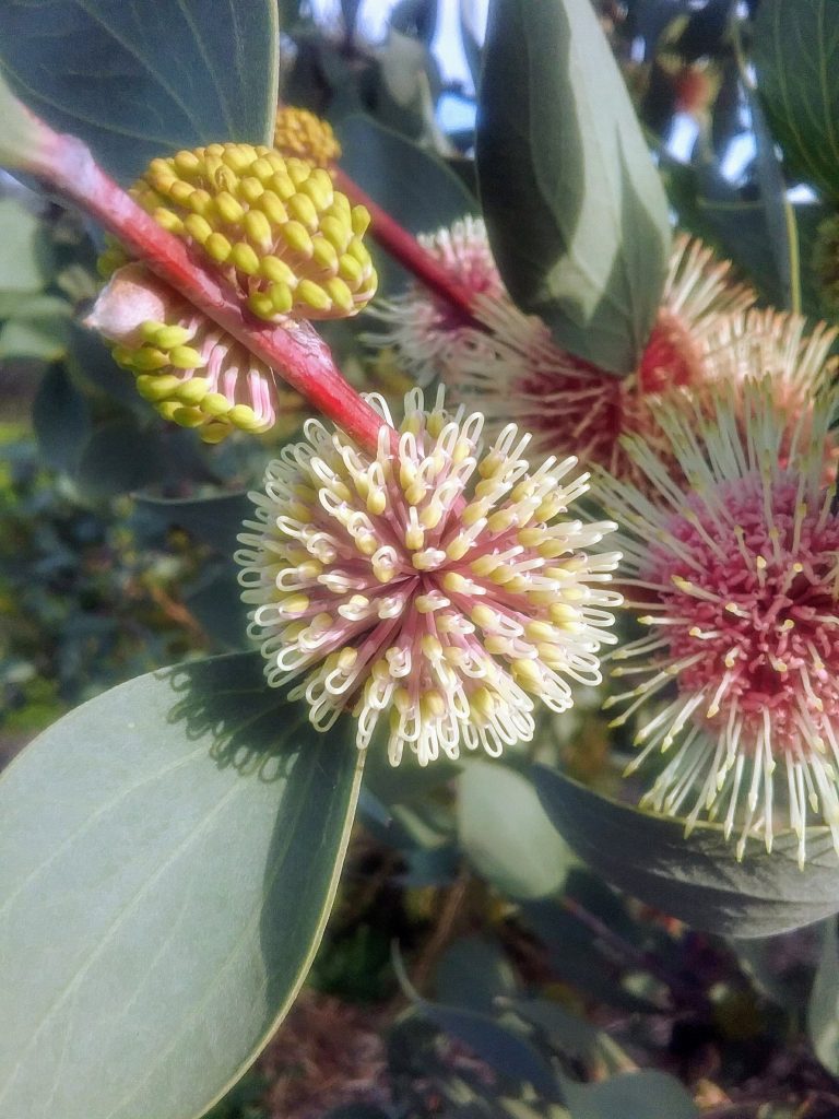Hakea petiolaris ssp trichophylla in 50mm Forestry Tube