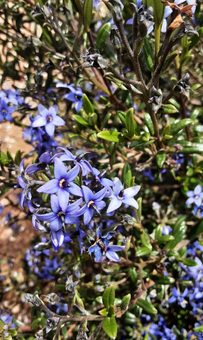 Halgania andromedifolia Australian native plant