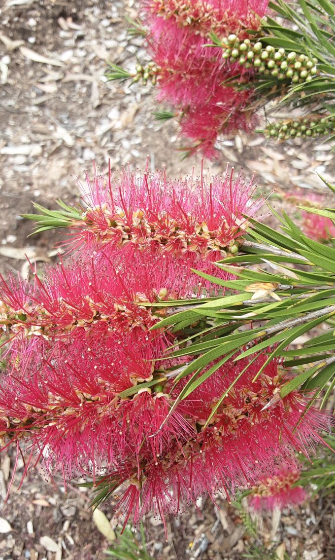 Callistemon sieberi crimson form Australian native plant