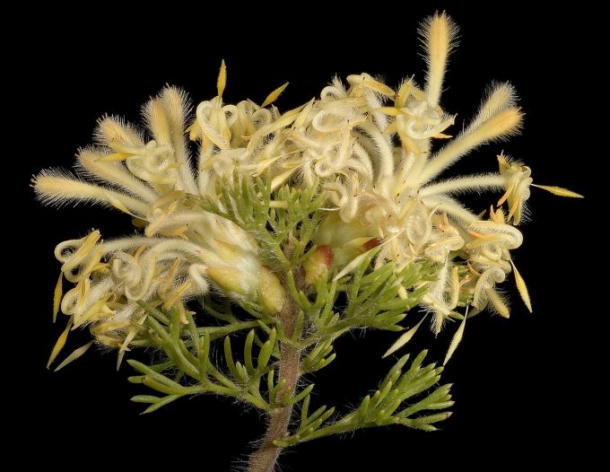 Petrophile serruriae Australian native plant