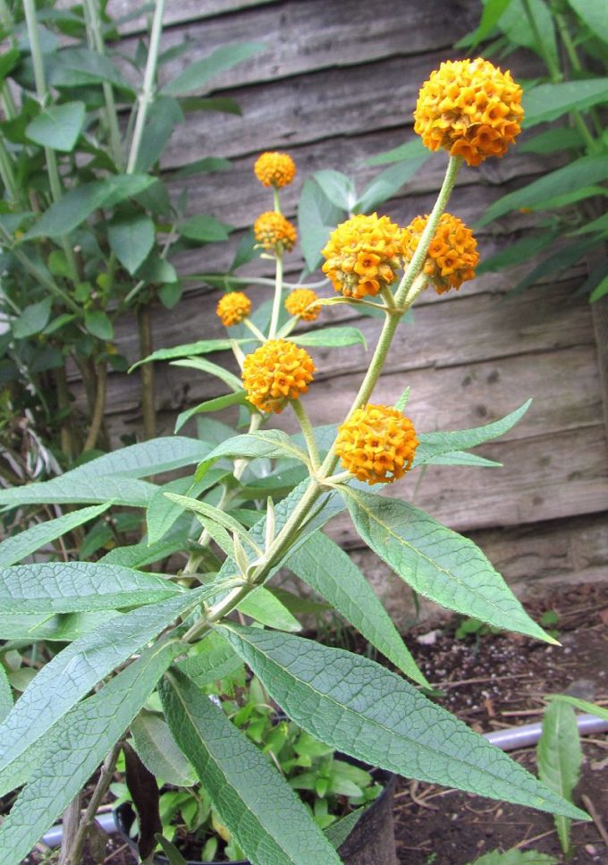 Buddleia araucana perennial plant