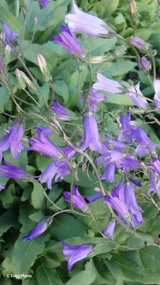 Campanula sibirica in 50mm Forestry Tube