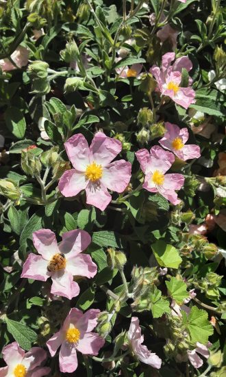 Cistus Greywood (Rock Rose) in 125mm Pot