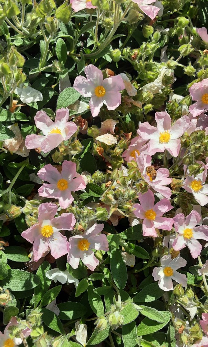 Cistus Greywood (Rock Rose) in 125mm Pot - Image 2